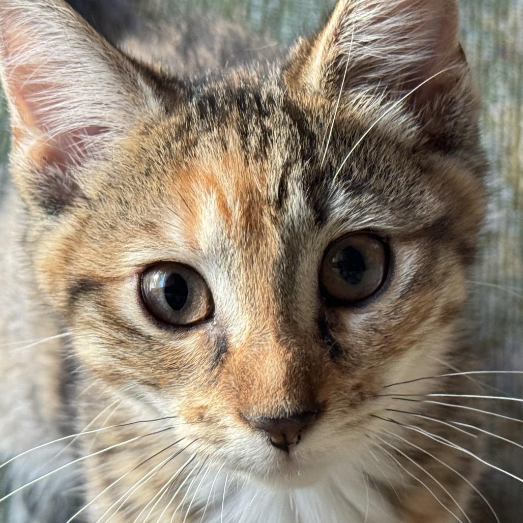 26-184 Viola, a Adoptable Domestic Short Hair in North Branford, CT image 5/5