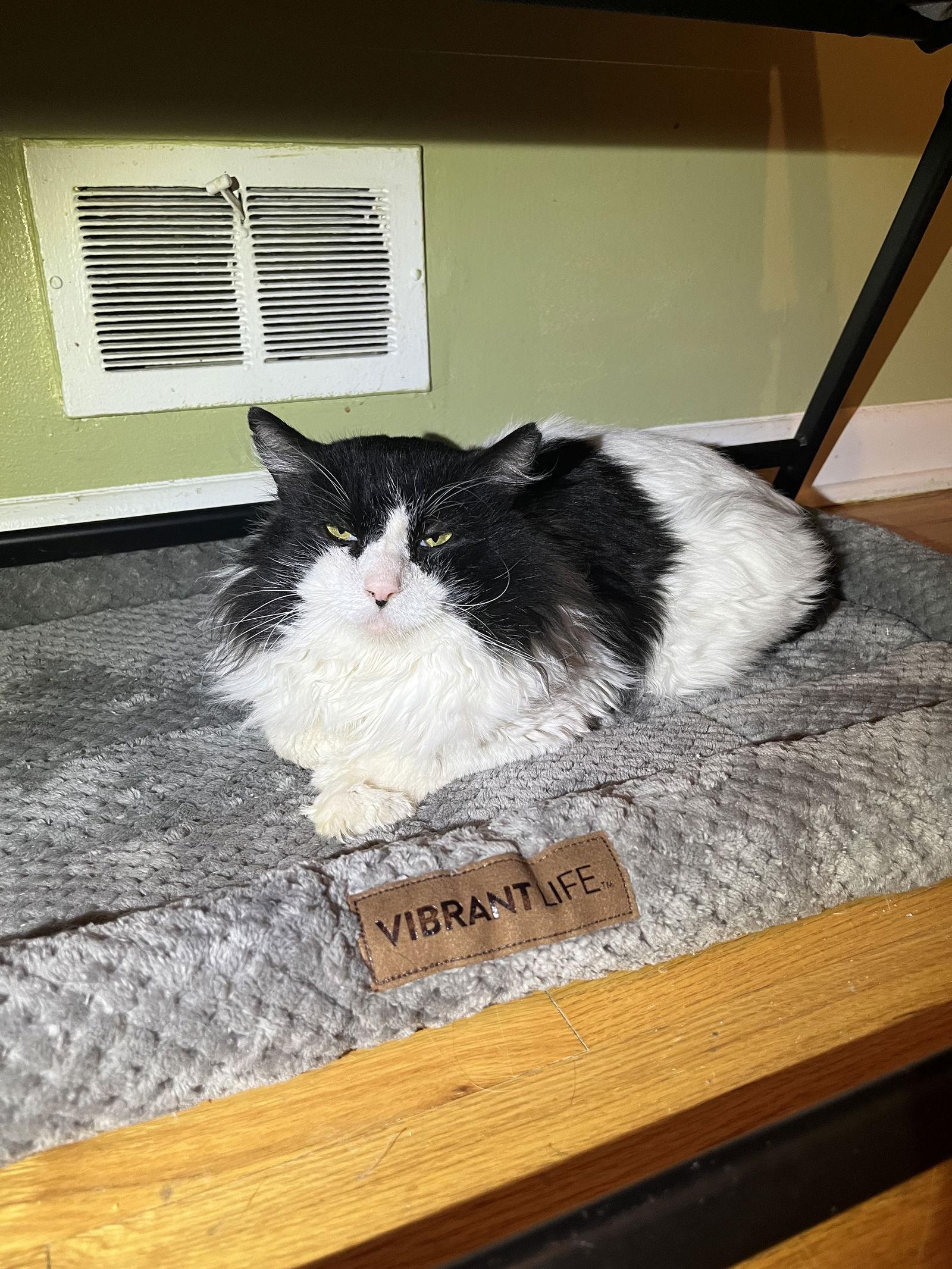 Enlarge Hosta, a Adoptable Domestic Long Hair in Aurora, CO image 1/3