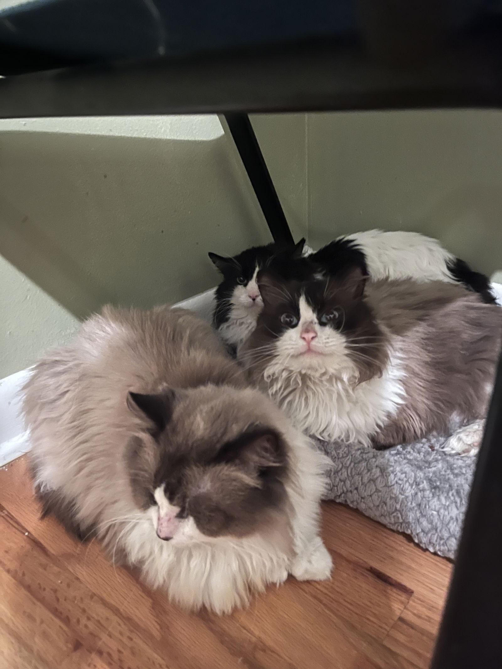 Enlarge Hosta, a Adoptable Domestic Long Hair in Aurora, CO image 2/3