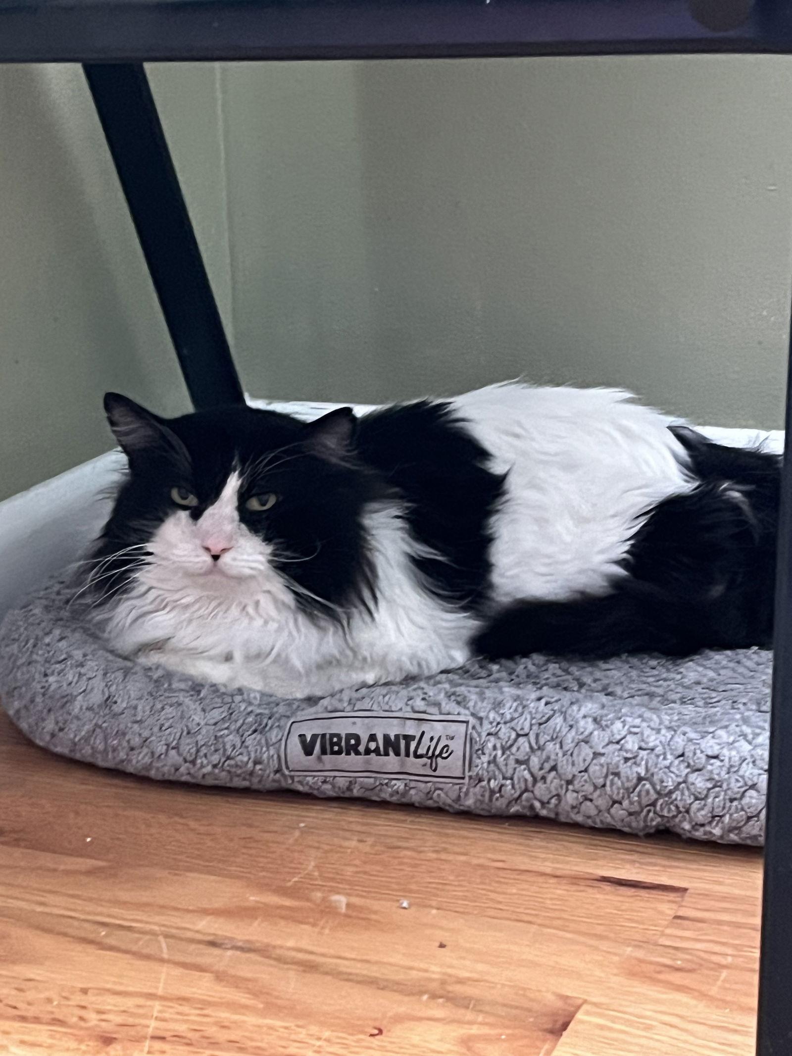 Enlarge Hosta, a Adoptable Domestic Long Hair in Aurora, CO image 3/3