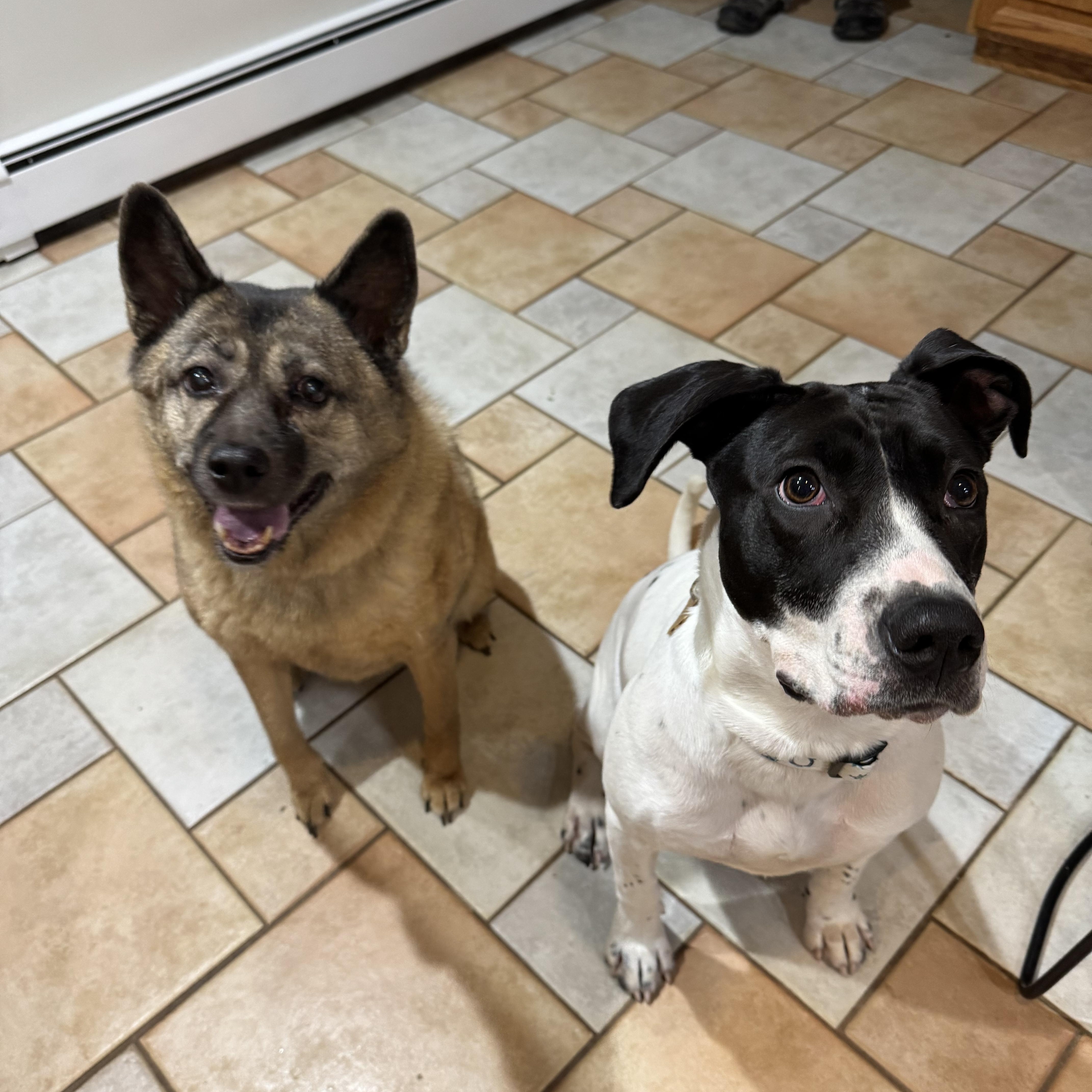 Enlarge Cece, a Adopted mixed breed in Phillipsburg, NJ image 2/5