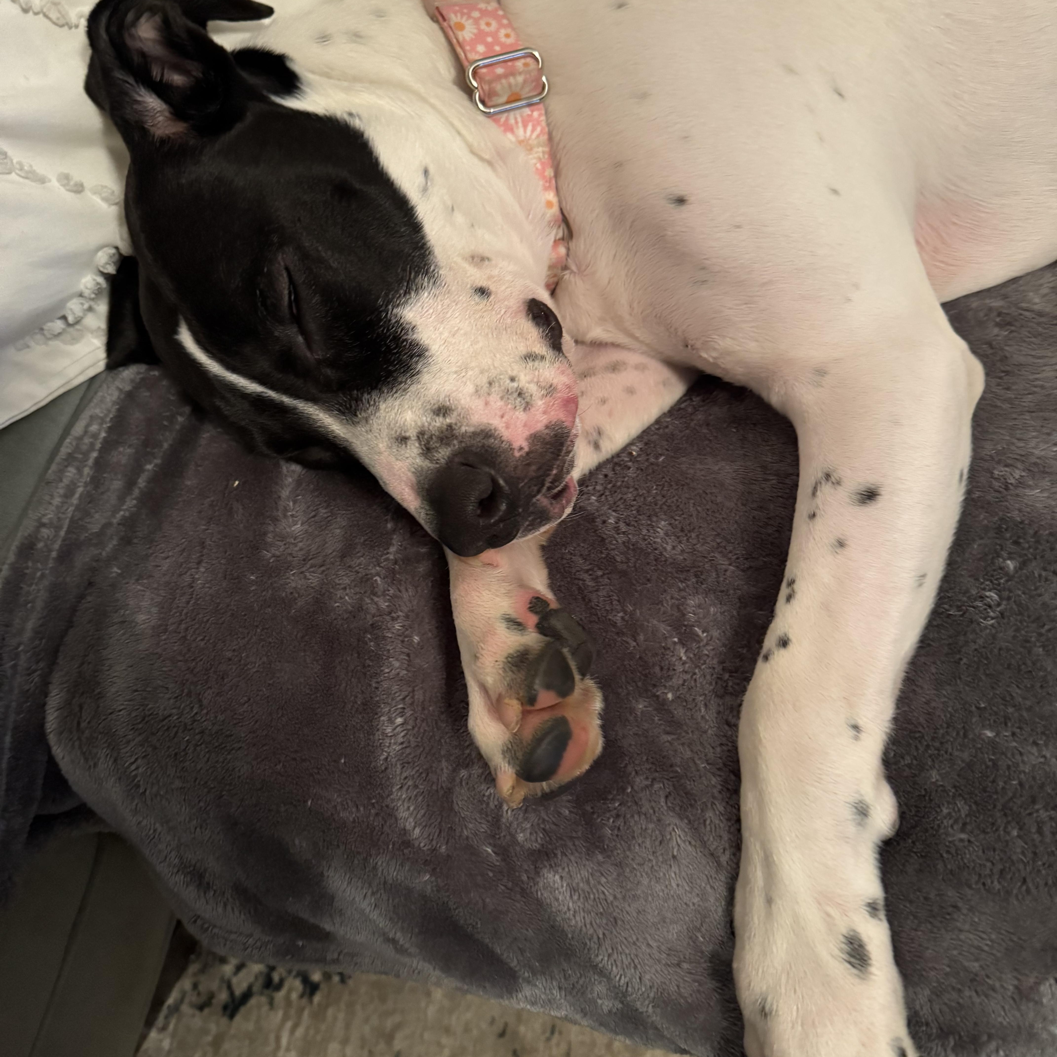 Enlarge Cece, a Adopted mixed breed in Phillipsburg, NJ image 4/5