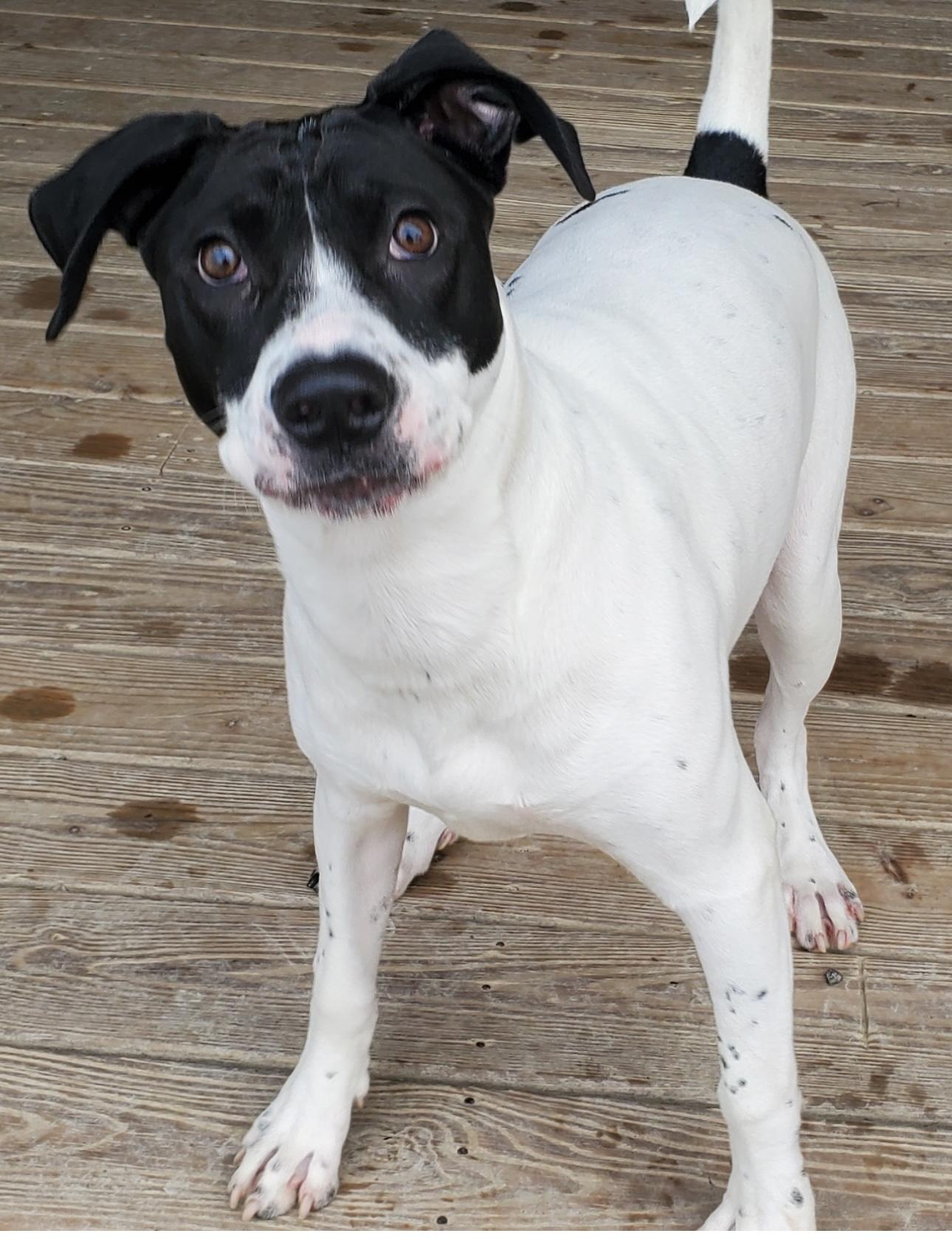 Enlarge Cece, a Adopted mixed breed in Phillipsburg, NJ image 1/5