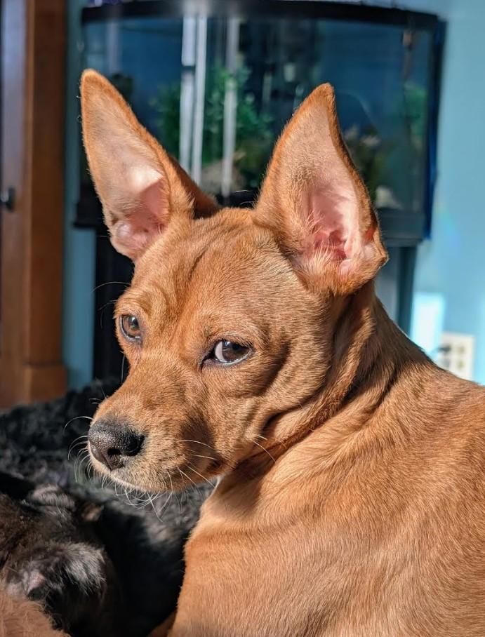 Enlarge Canelita - bonded with Elvira, a ADOPTABLE mixed breed in Rochester, MN image 2/5