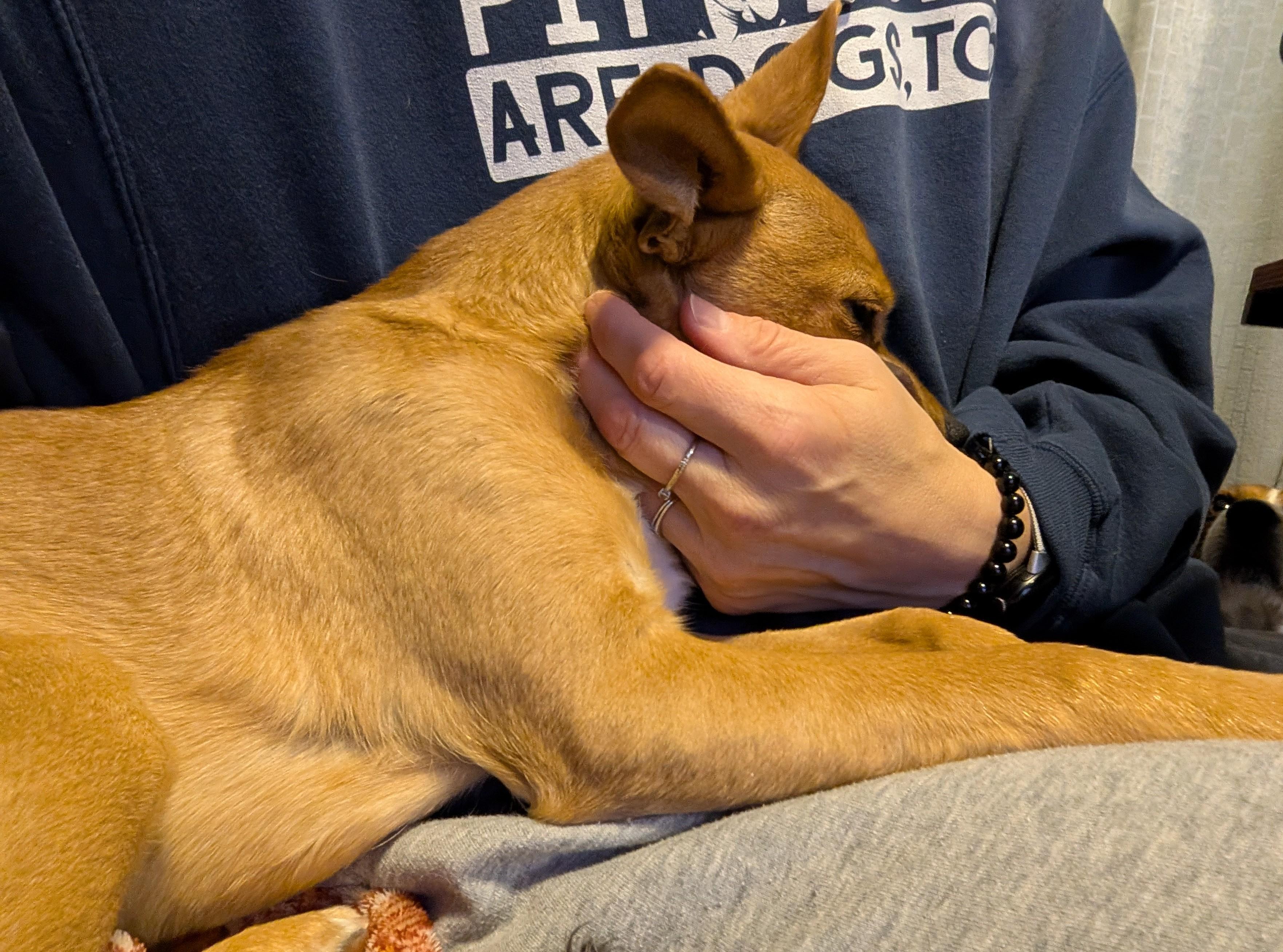 Canelita, a ADOPTABLE mixed breed in Rochester, MN image 4/6