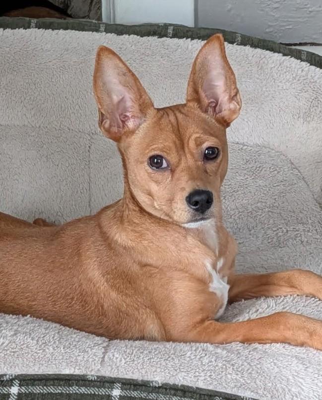 Enlarge Canelita - bonded with Elvira, a ADOPTABLE mixed breed in Rochester, MN image 1/5