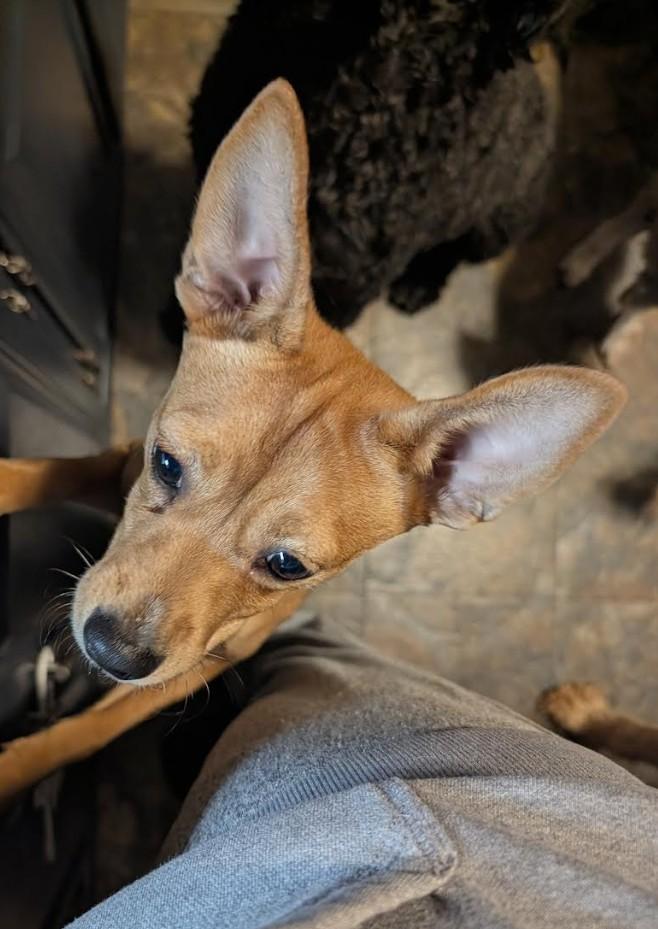Enlarge Canelita - bonded with Elvira, a ADOPTABLE mixed breed in Rochester, MN image 4/5