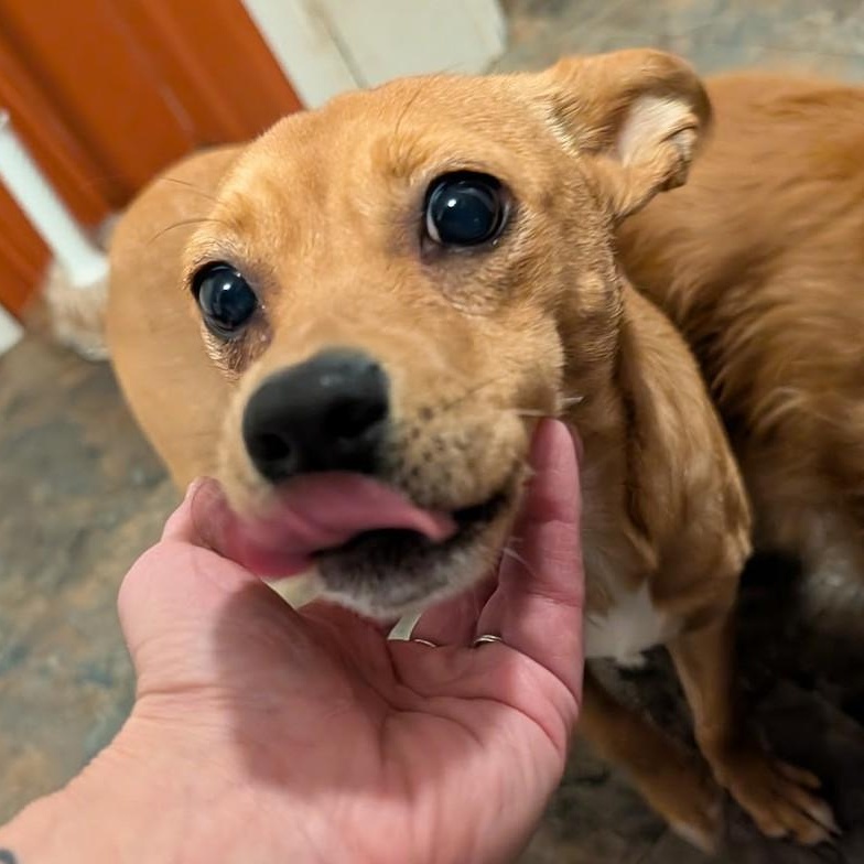 Canelita, a ADOPTABLE mixed breed in Rochester, MN image 5/6