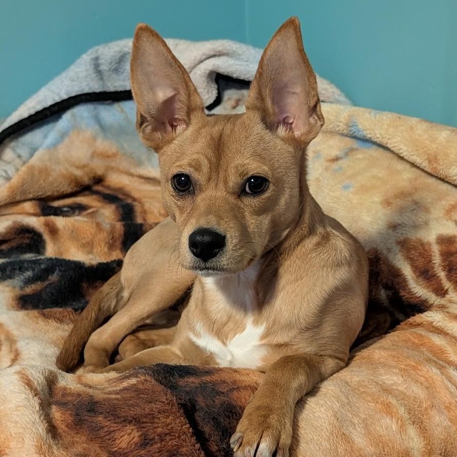 Canelita, a ADOPTABLE mixed breed in Rochester, MN image 1/6