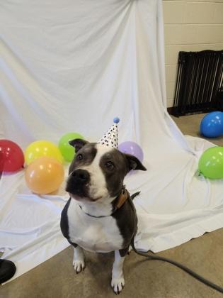 China, a Adoptable mixed breed in Fallston, MD image 1/3