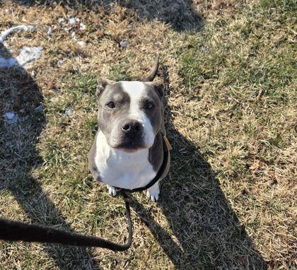 China, a Adoptable mixed breed in Fallston, MD image 2/3
