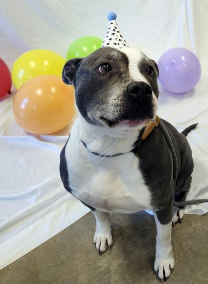 China, a Adoptable mixed breed in Fallston, MD image 3/3