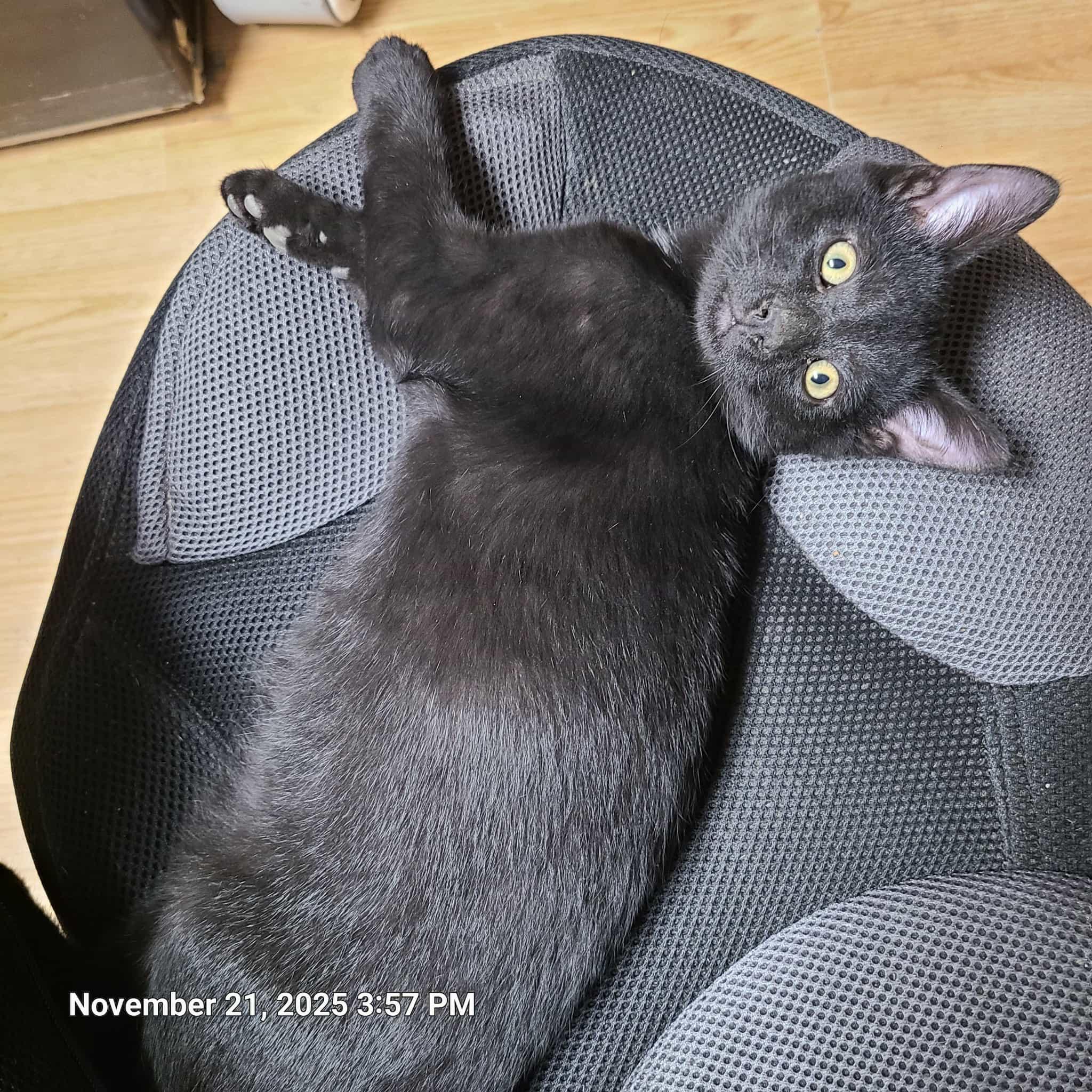 Josiah, Adoptable, Kitten Male Domestic Short Hair.