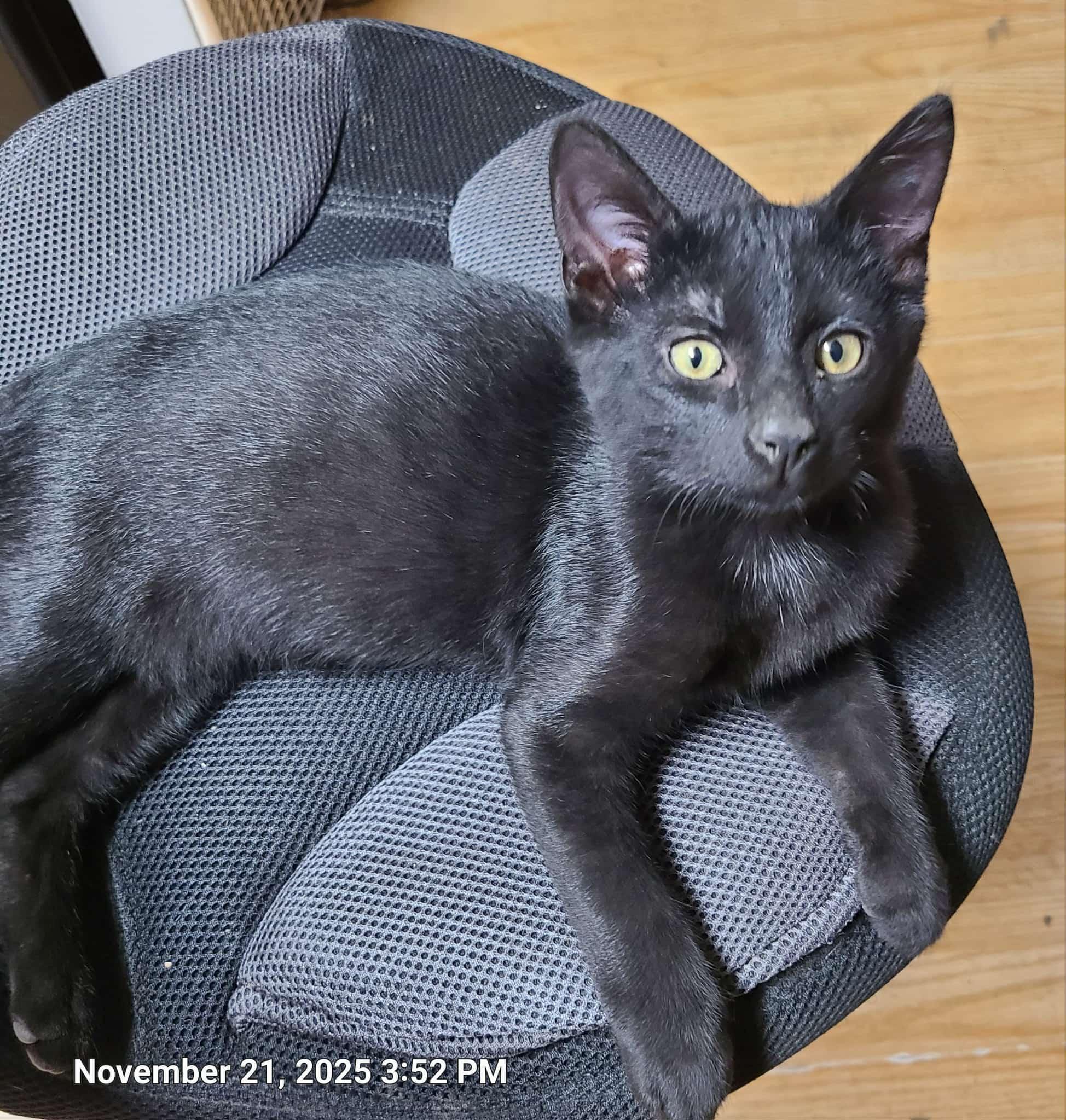 Josiah, a Adoptable Domestic Short Hair in Waynetown, IN image 2/3