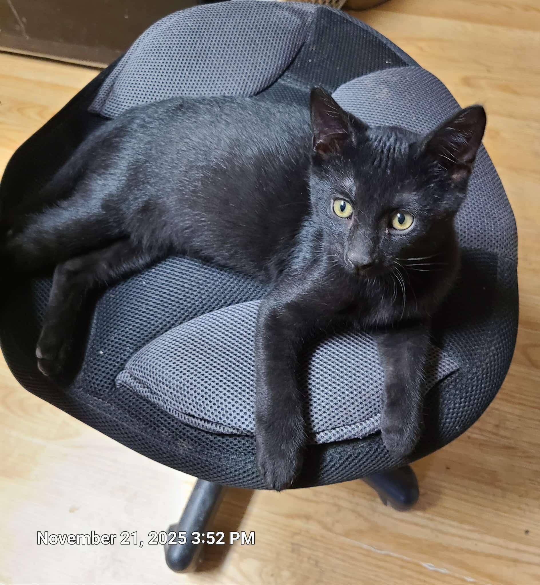 Josiah, a Adoptable Domestic Short Hair in Waynetown, IN image 3/3