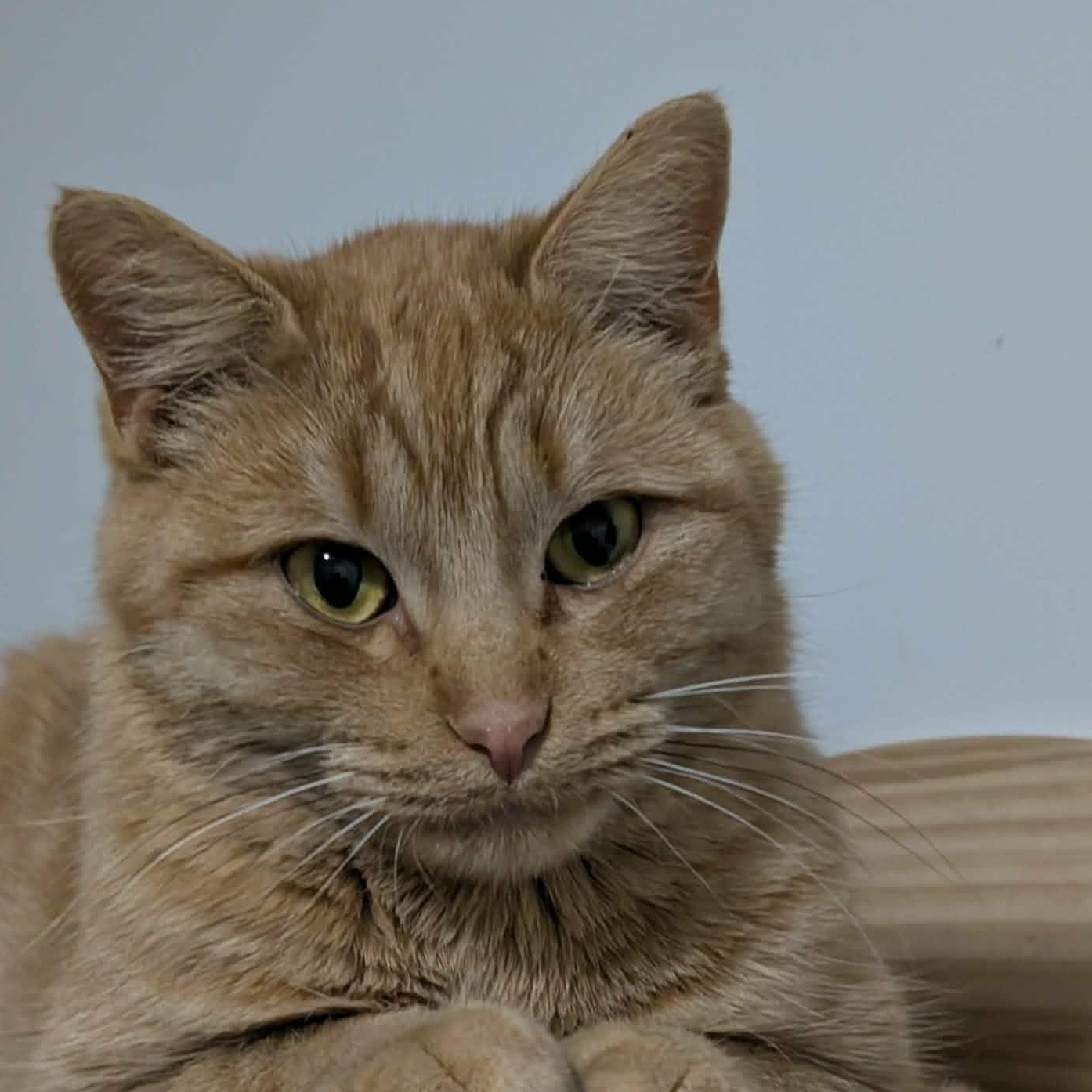 Enlarge Jynx, a other Domestic Short Hair in Edmonton, AB image 2/2