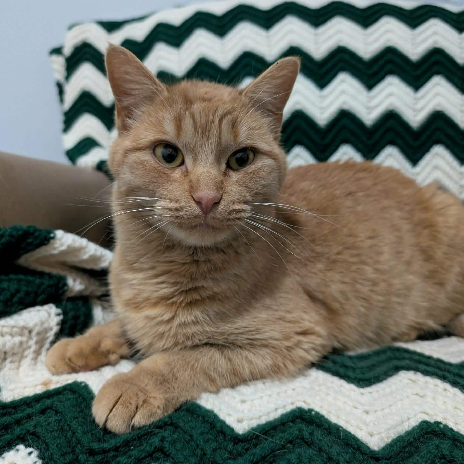 Enlarge Jynx, a other Domestic Short Hair in Edmonton, AB image 1/2