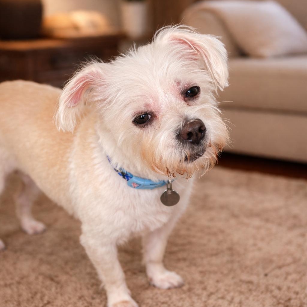 ROSCOE (Sweet, Loving, Lap Dog, Always By Your Side) — thumbnail 2