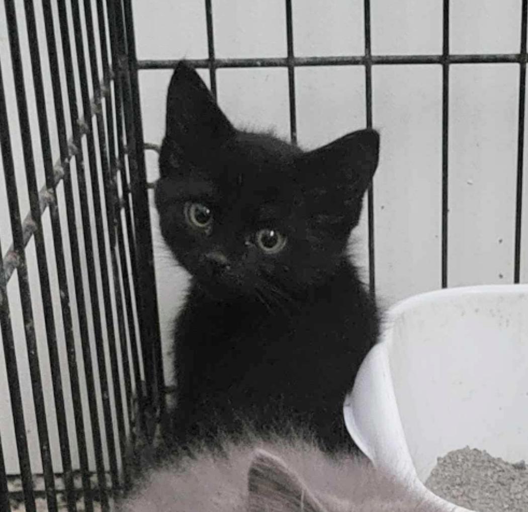 Enlarge Soot, a Adopted Domestic Short Hair in Grove City, OH image 1/1