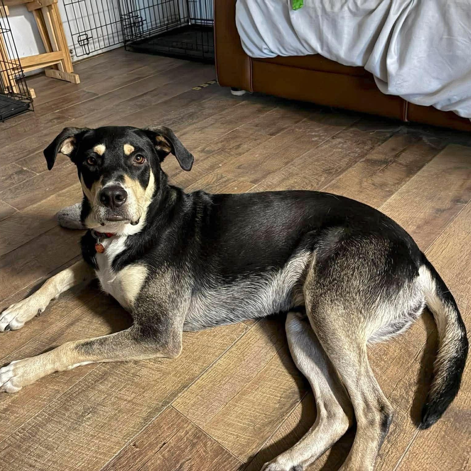 Enlarge Rico, a Adoptable mixed breed in Baltimore, MD image 2/6