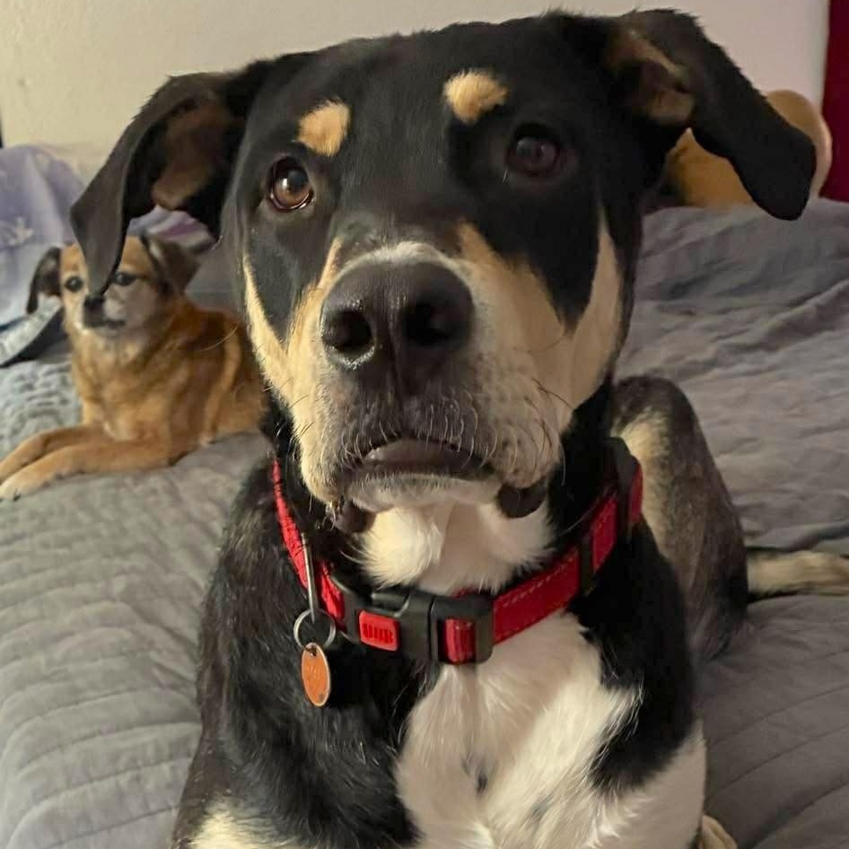 Rico, Adoptable, Adult Male Hound & Retriever.