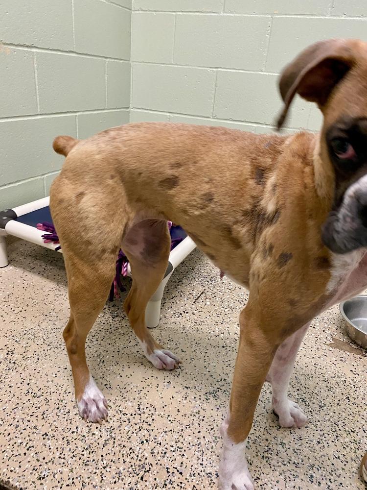 Brillo, Adoptable, Adult Female Boxer.