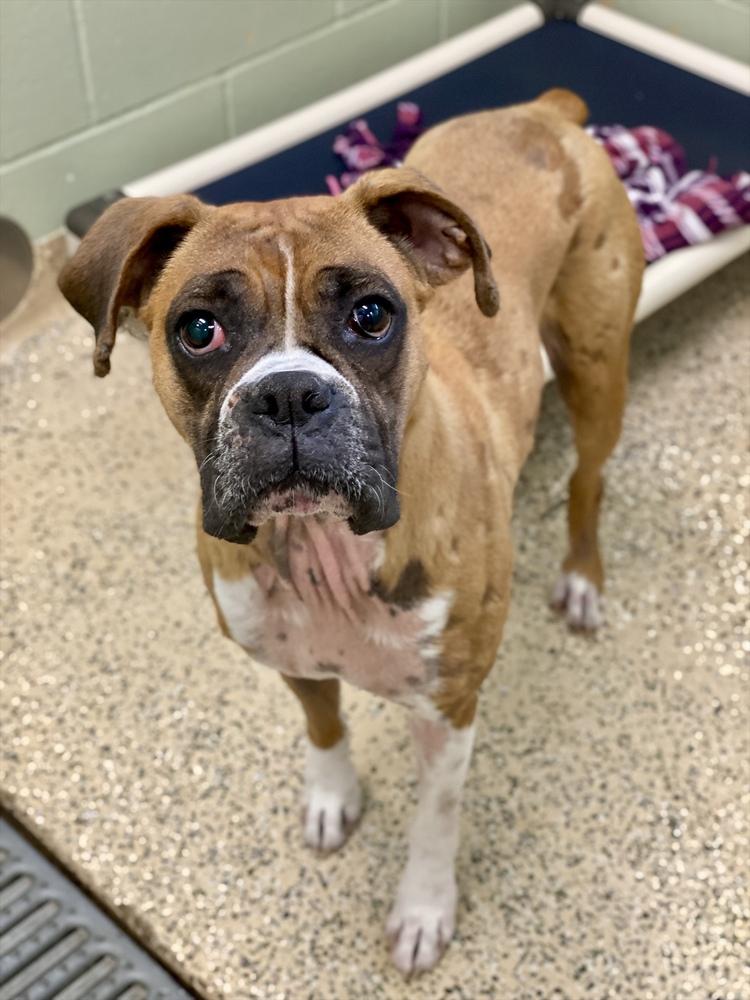 Enlarge Brillo, a Adoptable Boxer in Hewitt, TX image 2/6