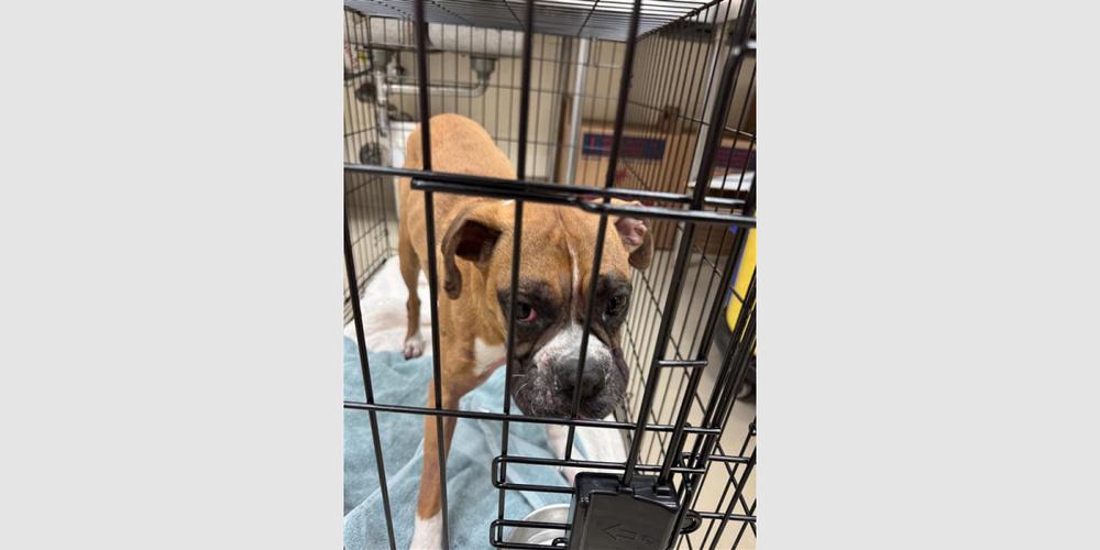 Enlarge Brillo, a Adoptable Boxer in Hewitt, TX image 3/6