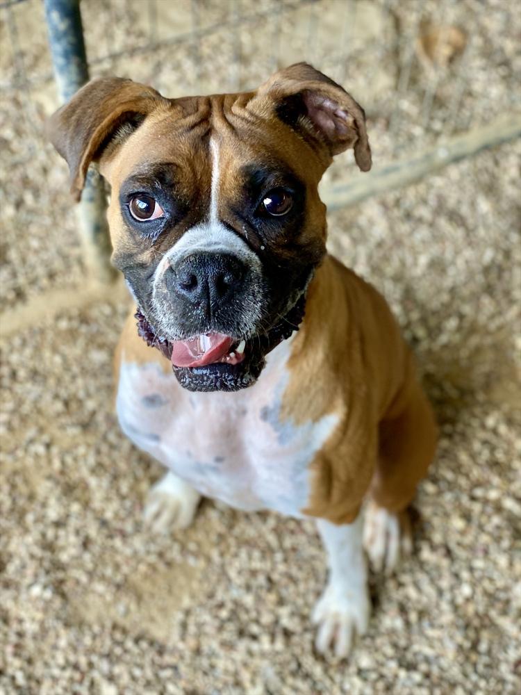 Enlarge Brillo, a Adoptable Boxer in Hewitt, TX image 4/6