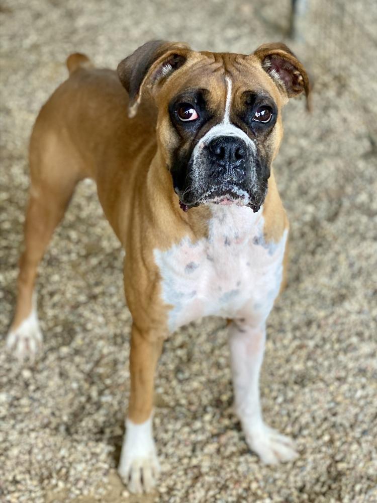 Enlarge Brillo, a Adoptable Boxer in Hewitt, TX image 5/6