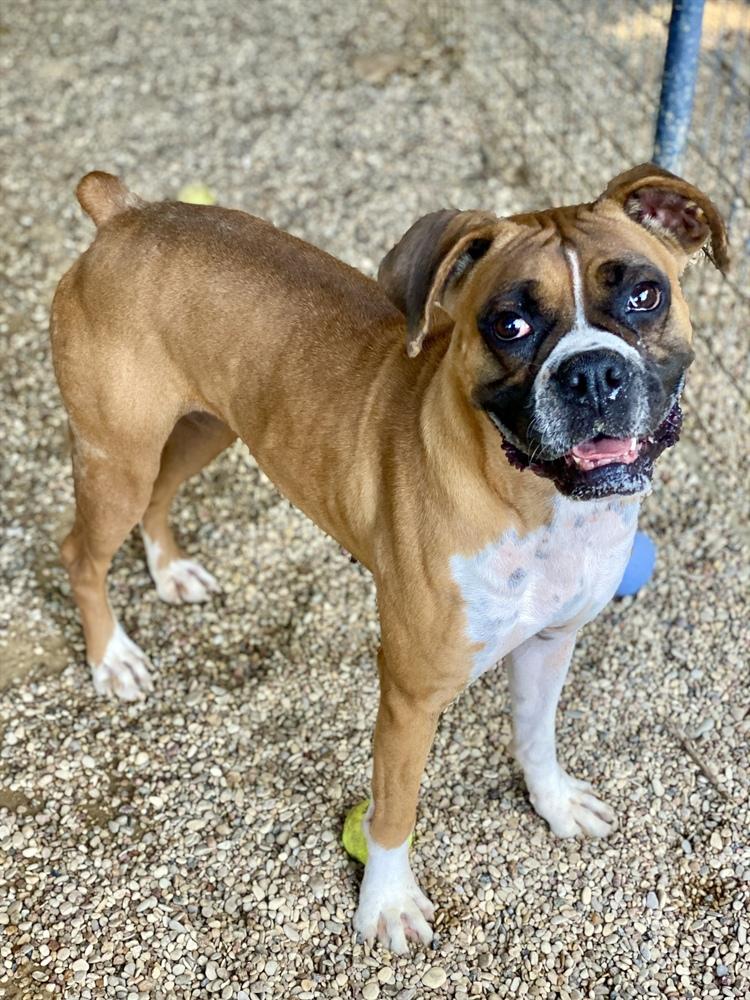 Enlarge Brillo, a Adoptable Boxer in Hewitt, TX image 6/6