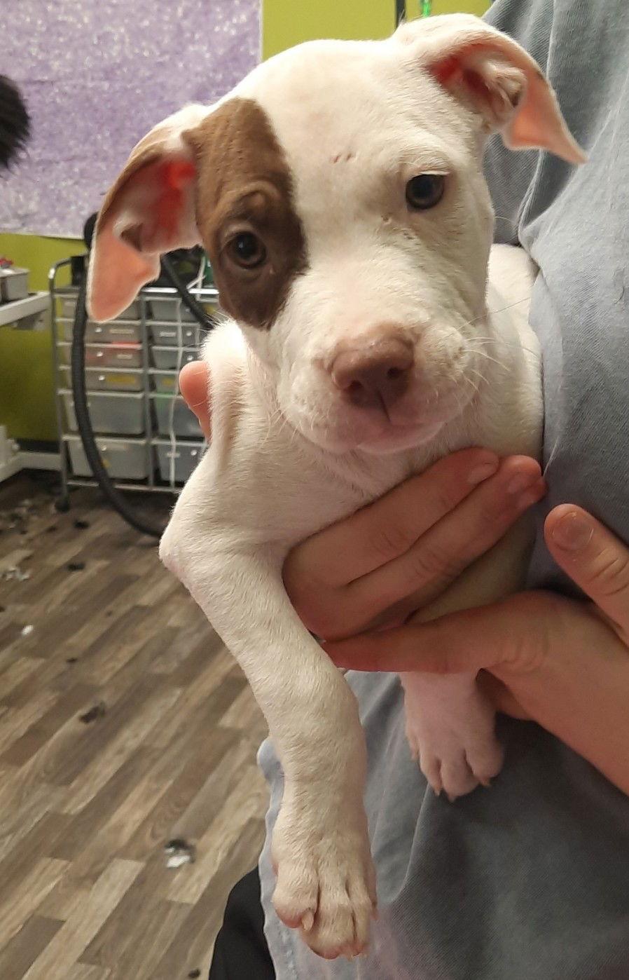 Honey's Puppies "Muffin", Adopted, Puppy Female Pit Bull Terrier.