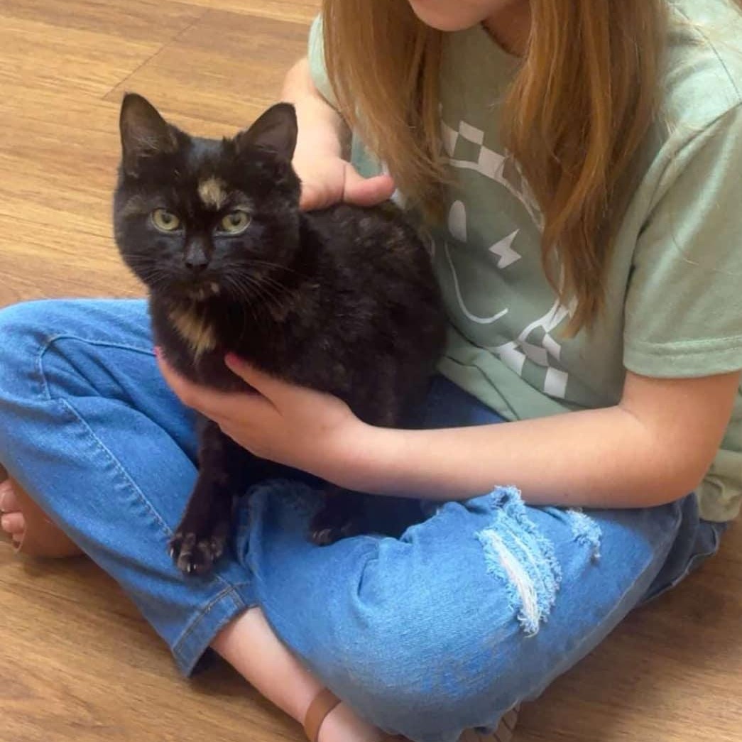 Velma, Young Female Domestic Short Hair