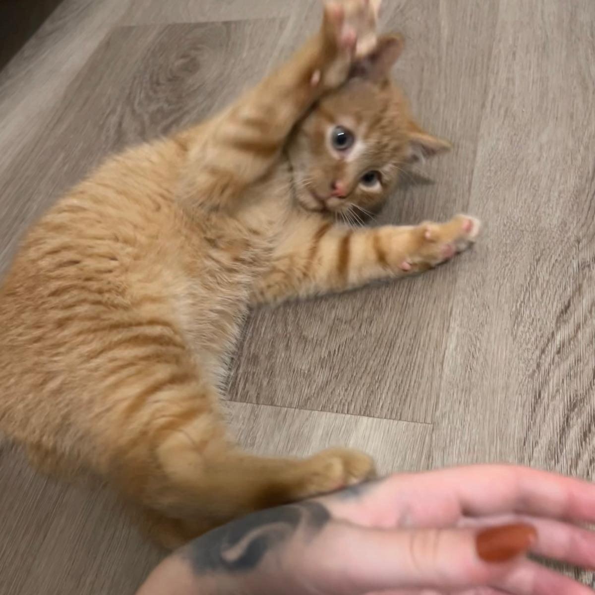 Fanta, ADOPTABLE, Kitten Male American Shorthair.