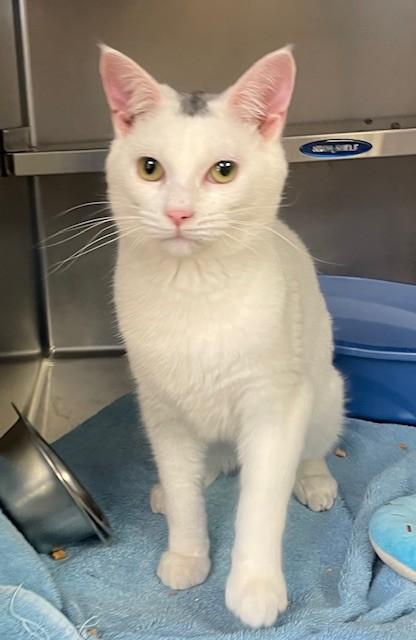 Enlarge Mr. T, an adopted Domestic Short Hair in Prudenville, MI image 1/1