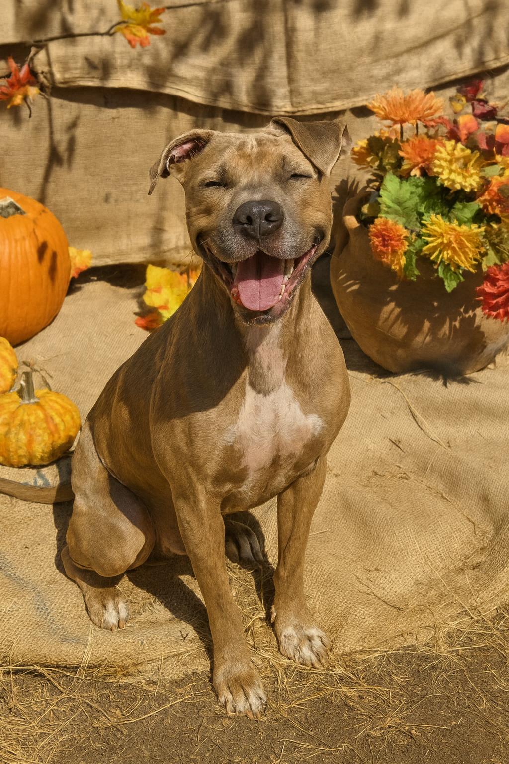 Buddy, Adoptable, Adult Male American Staffordshire Terrier & Boxer.