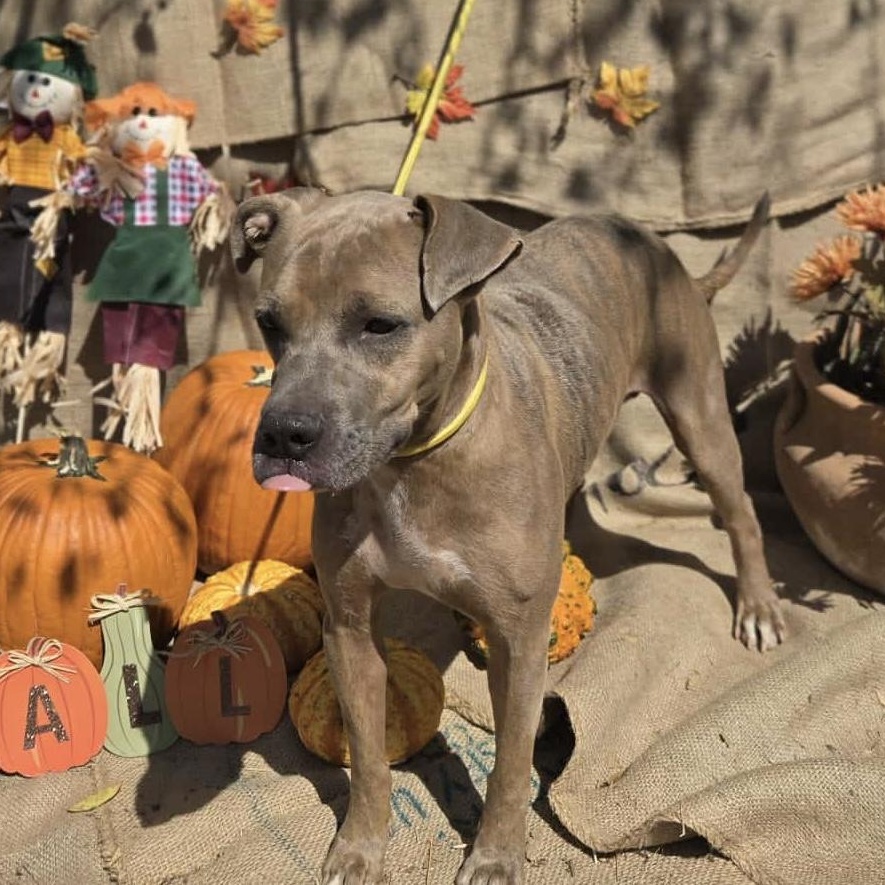 Buddy, a Adoptable mixed breed in Brookeville, MD image 4/6