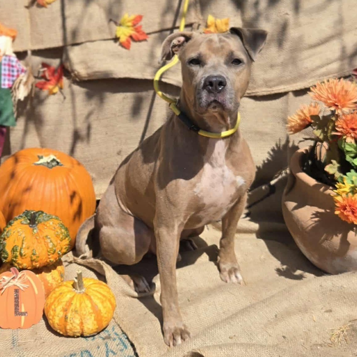 Buddy, Adoptable, Adult Male American Staffordshire Terrier & Boxer.
