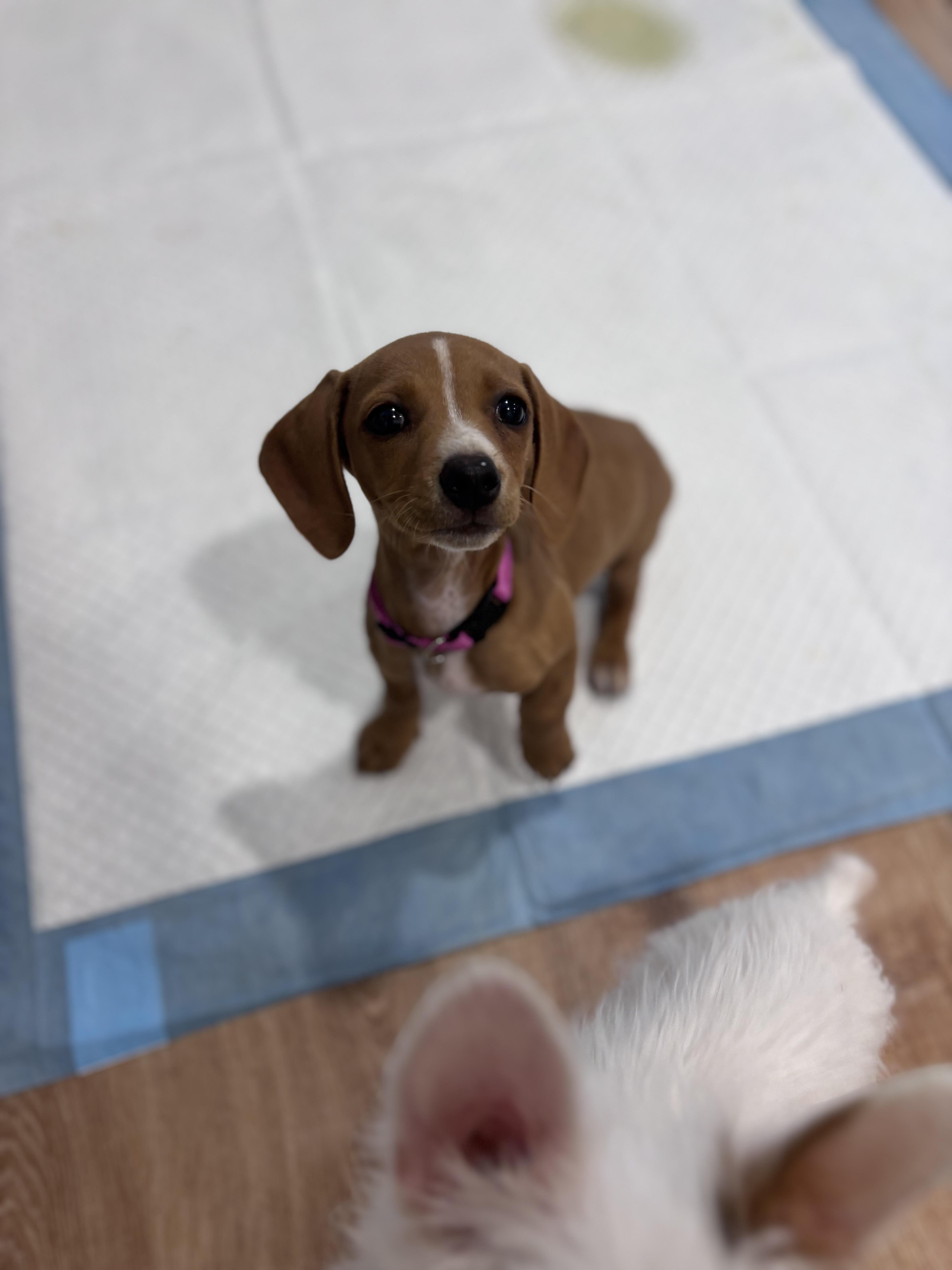 Grace , adopted, Puppy Female Dachshund.