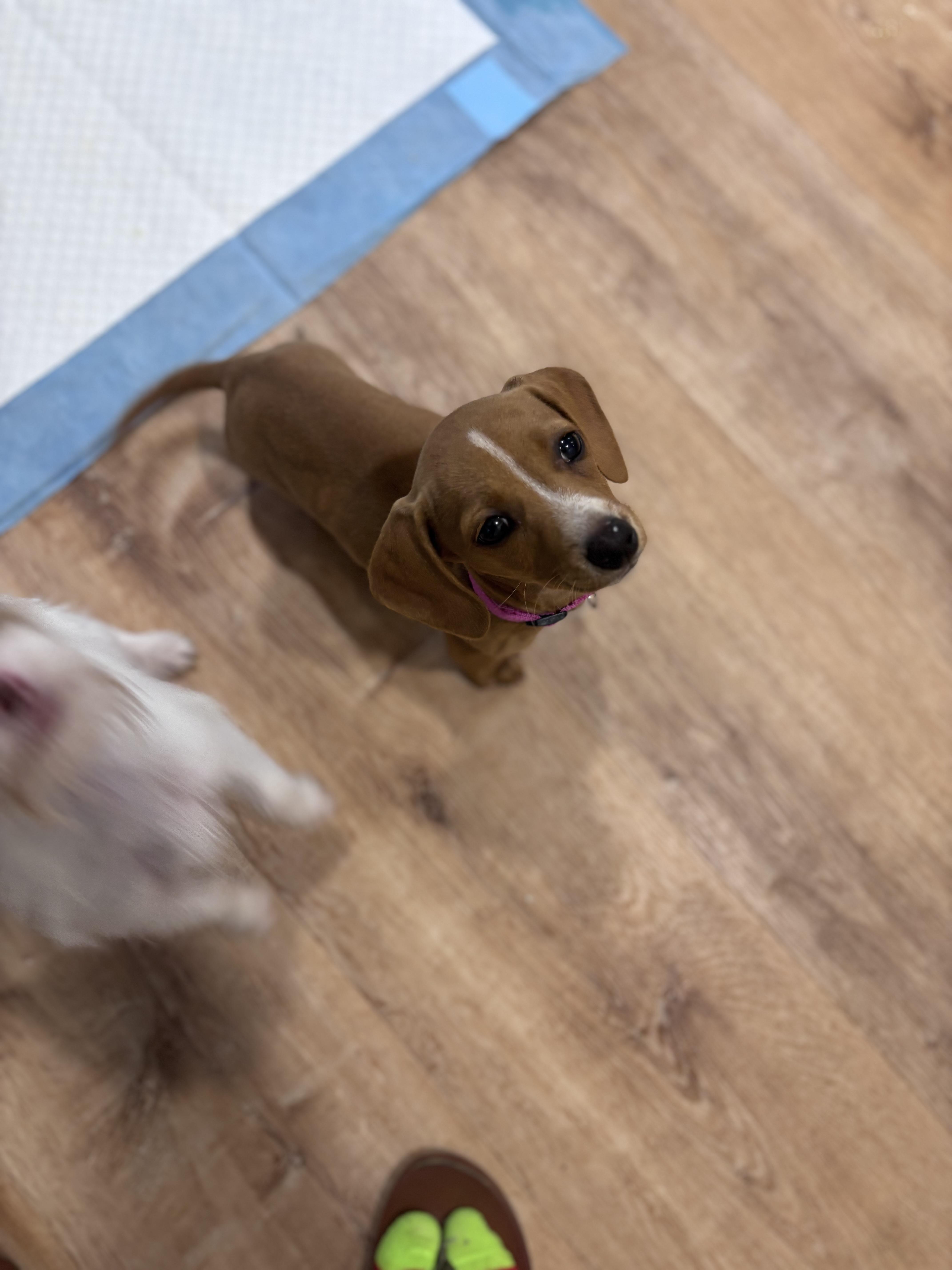 Enlarge Grace , an adopted Dachshund in Corona, CA image 4/4