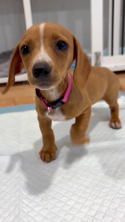 Enlarge Grace , an adopted Dachshund in Corona, CA video 2/4