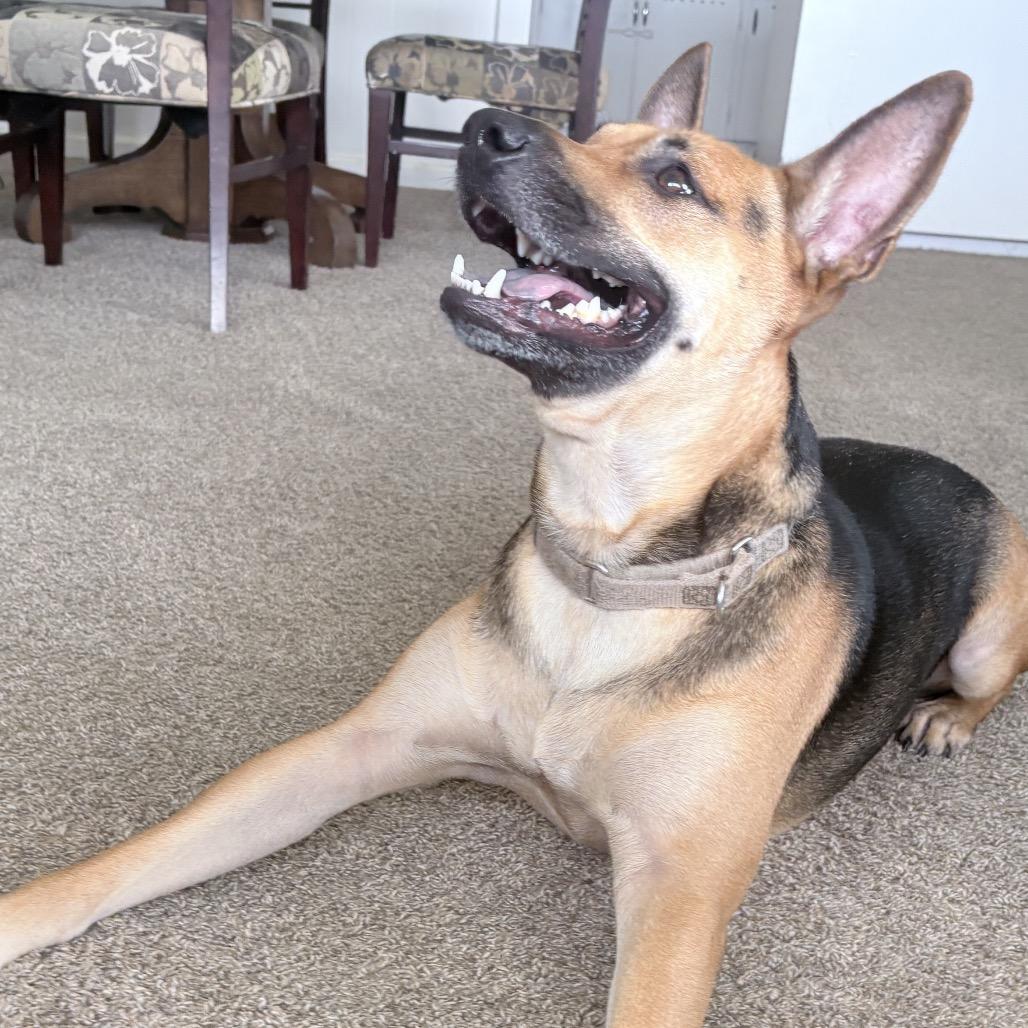Riley, Adoptable, Adult Male Shepherd & Mixed Breed.