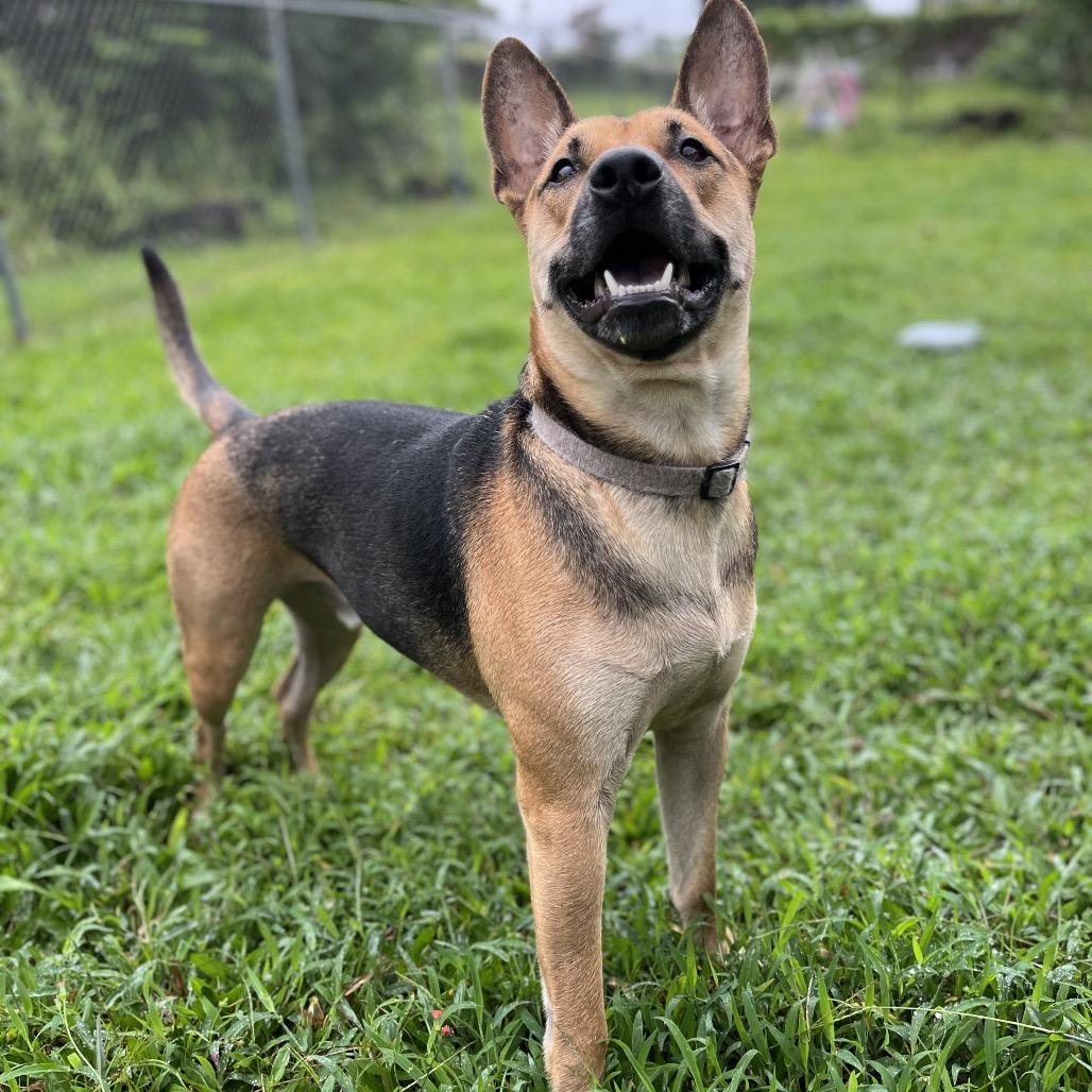 Riley, a Adoptable mixed breed in Keaau, HI image 2/6