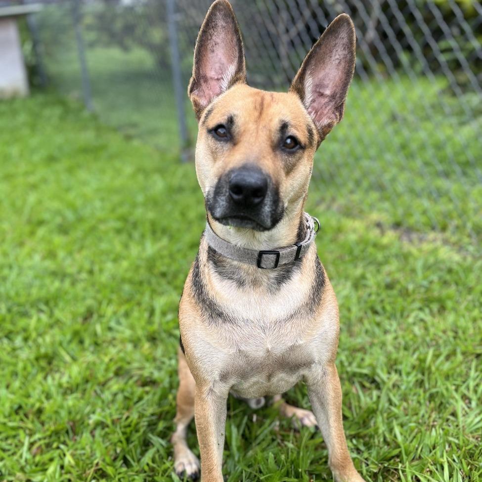 Riley, a Adoptable mixed breed in Keaau, HI image 3/6
