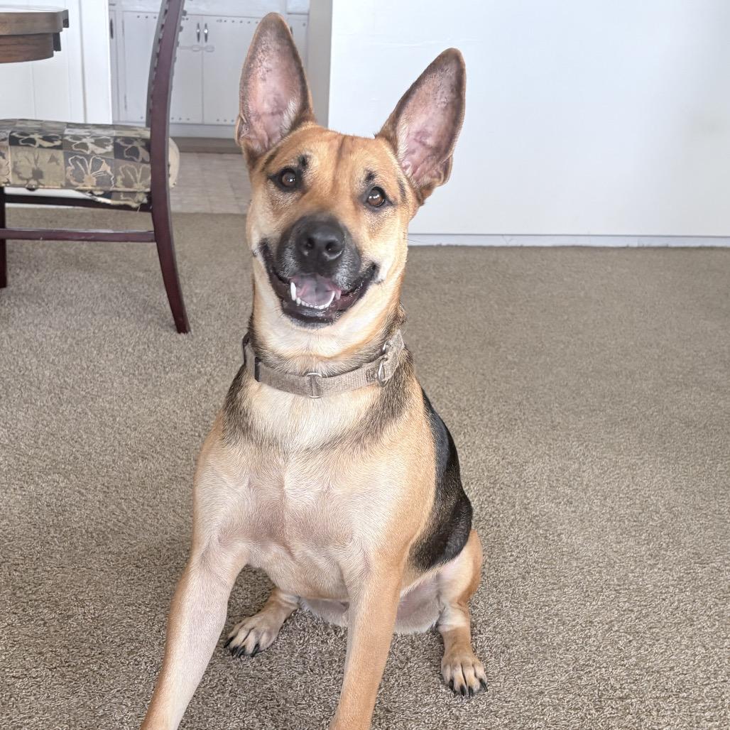 Riley, a Adoptable mixed breed in Keaau, HI image 4/6