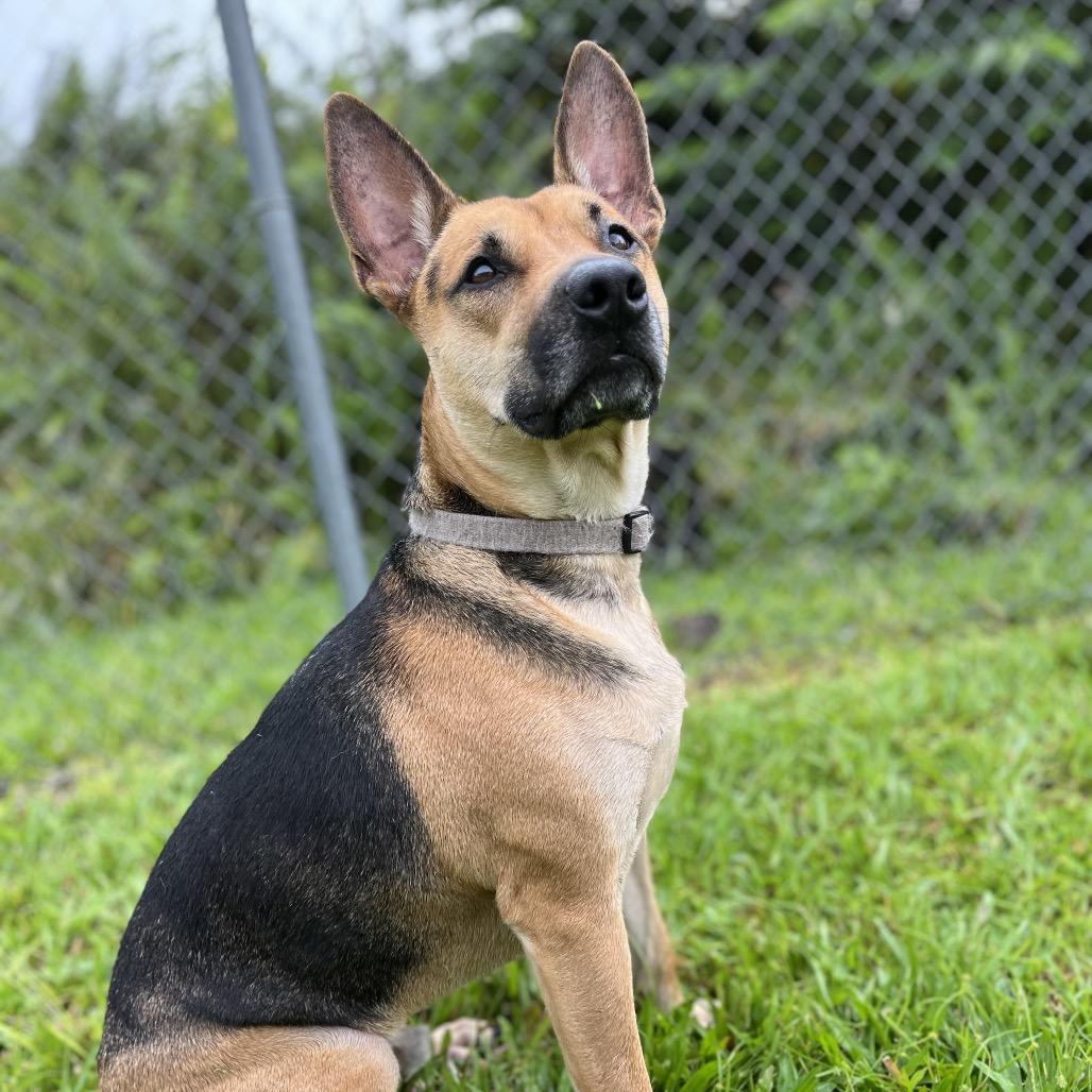 Riley, a Adoptable mixed breed in Keaau, HI image 5/6