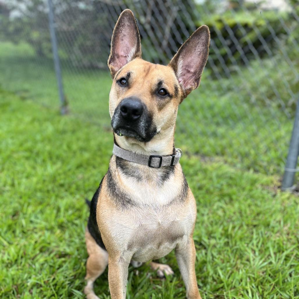 Riley, a Adoptable mixed breed in Keaau, HI image 6/6
