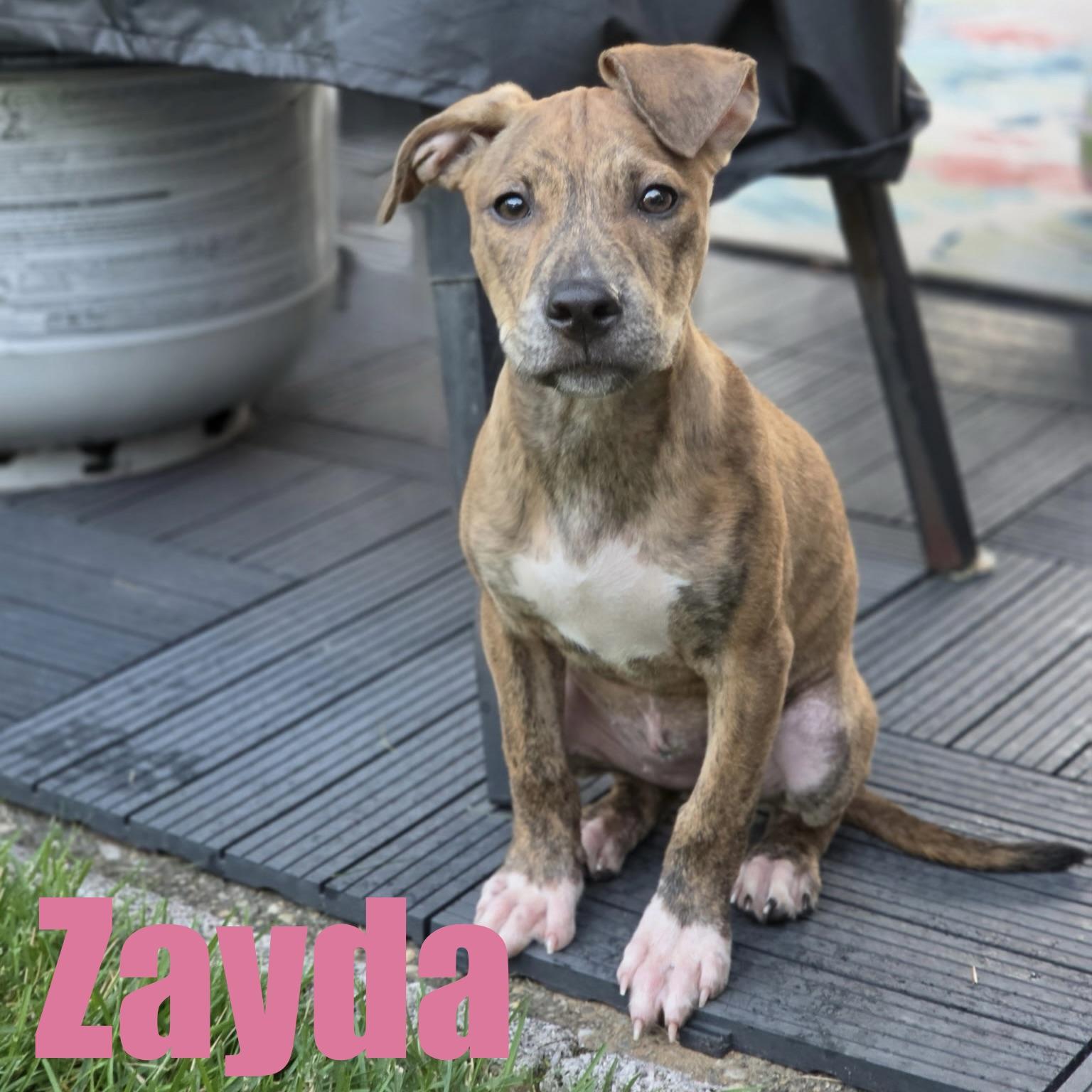 Enlarge Zayda, a Adoptable mixed breed in Ellicott City, MD image 4/6