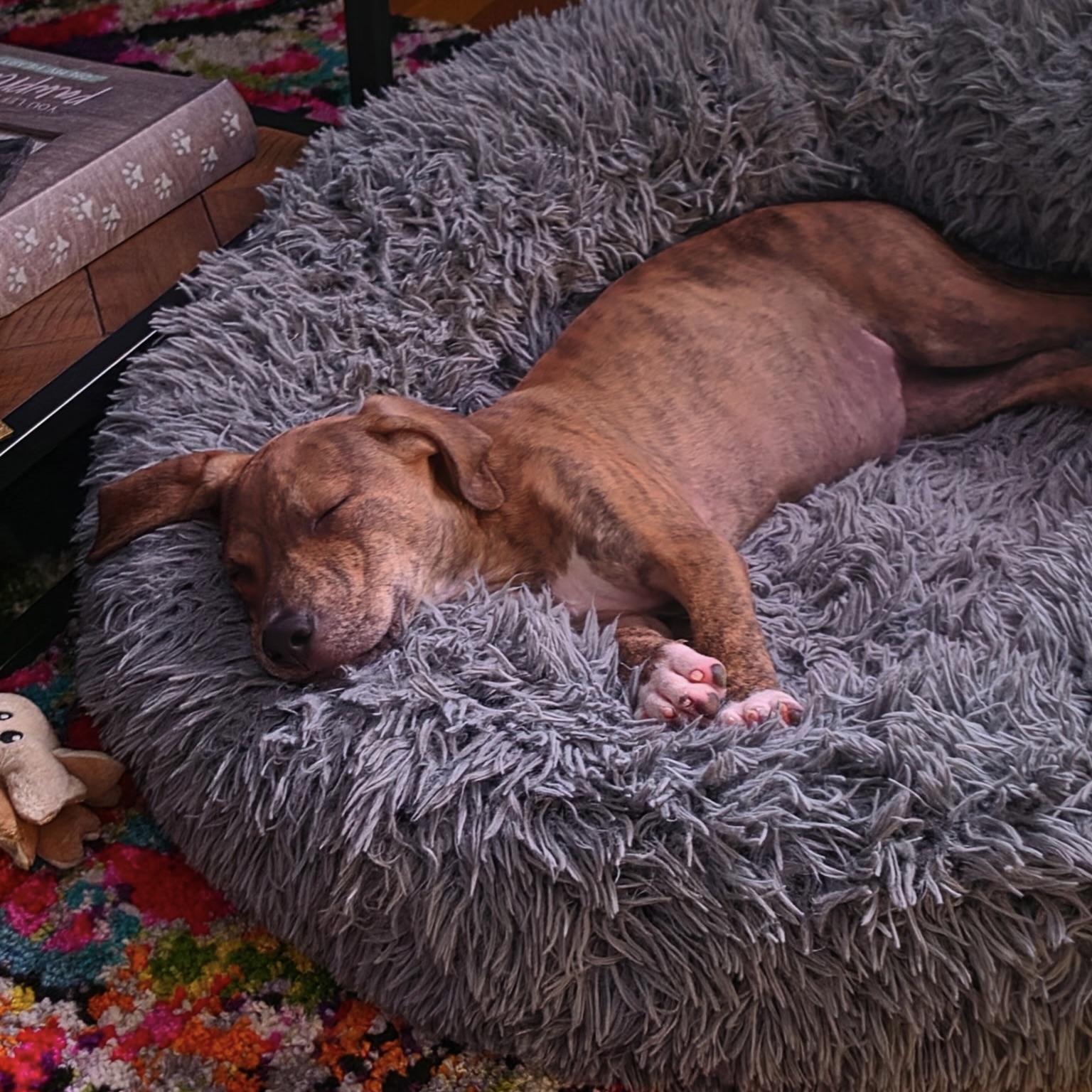 Enlarge Zayda, a Adoptable mixed breed in Ellicott City, MD image 3/6