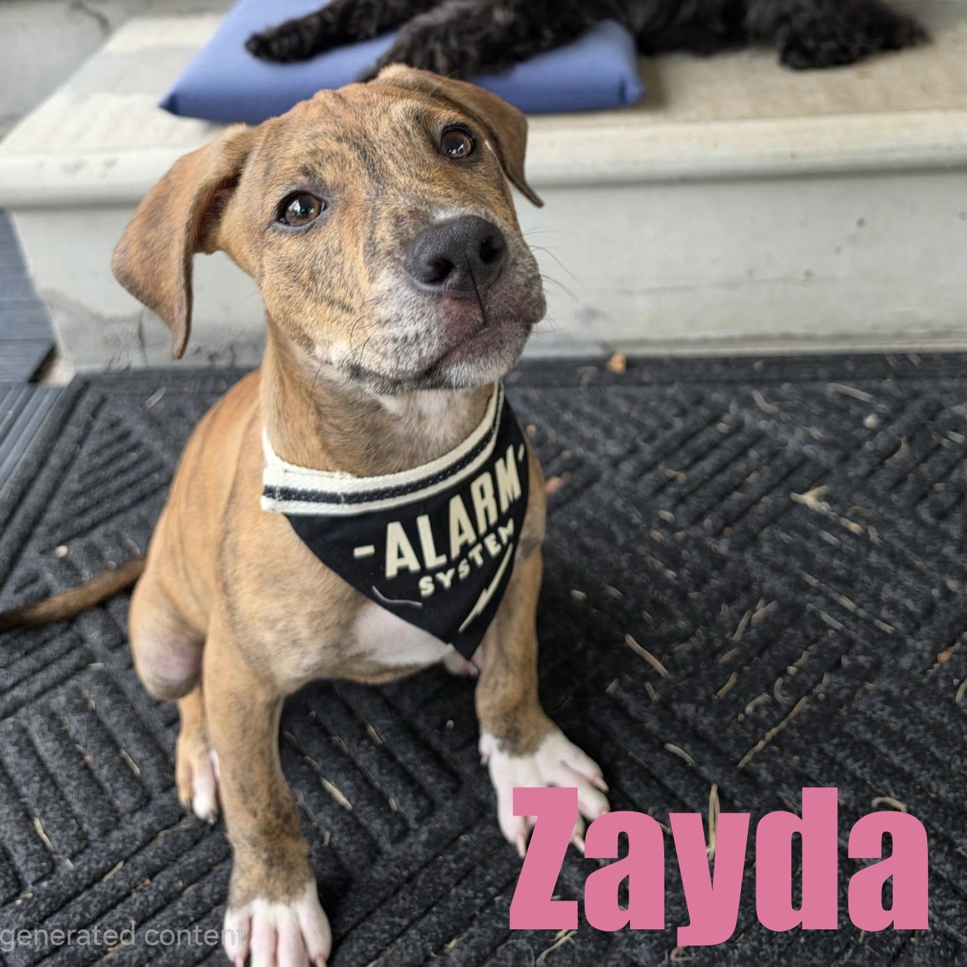 Zayda, Adoptable, Puppy Female Terrier & Mixed Breed.